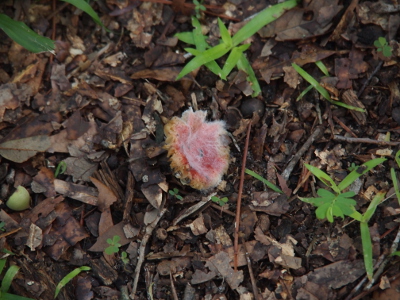 [A reddish-orange topped mushroom with a layer of white fuzz across the top.]